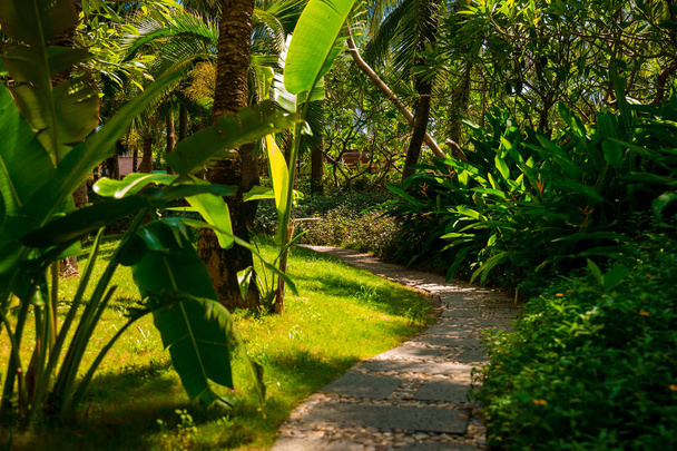 Trail in the tropical jungle in the afternoon. Tropic in the park. Stone road in forest - Foto, Bild