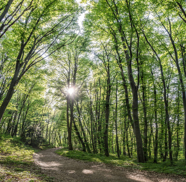 Des rayons de soleil brillent à travers les arbres de la forêt printanière
. - Photo, image