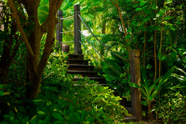 Starý dřevěný most v tropické džungli. Křížení v pralese - Fotografie, Obrázek