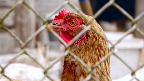 Großaufnahme von Hühnern - Filmmaterial, Video