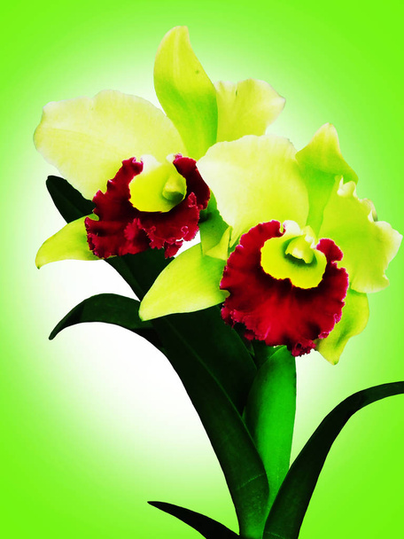 Orchidea; Orchidee; Fiore del Orchid; Orchidea sullo sfondo naturale; fiore naturale; fiore della foresta; flora
 - Foto, immagini