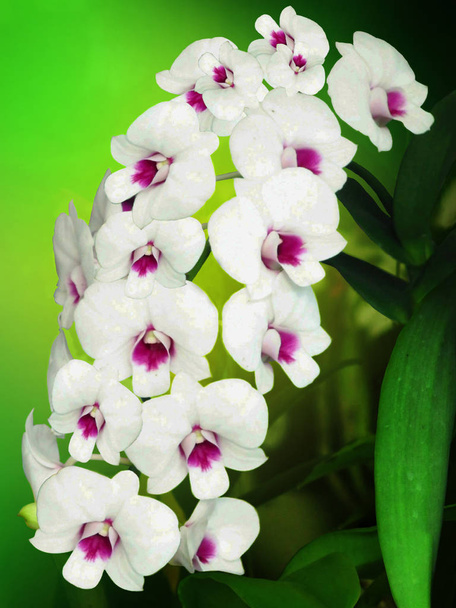 Orkide; Orkide; Orkide çiçek; Orkide doğal zemin üzerine; doğal çiçek; Orman çiçek; Flora - Fotoğraf, Görsel