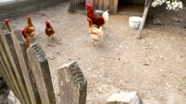 Τα κοτόπουλα στην αυλή. Κάμερα σε κίνηση - Πλάνα, βίντεο