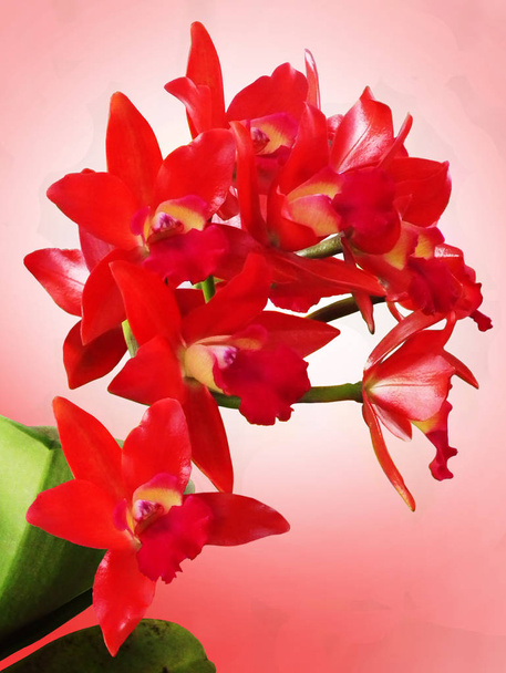 Orkide; Orkide; Orkide çiçek; Orkide doğal zemin üzerine; doğal çiçek; Orman çiçek; Flora - Fotoğraf, Görsel