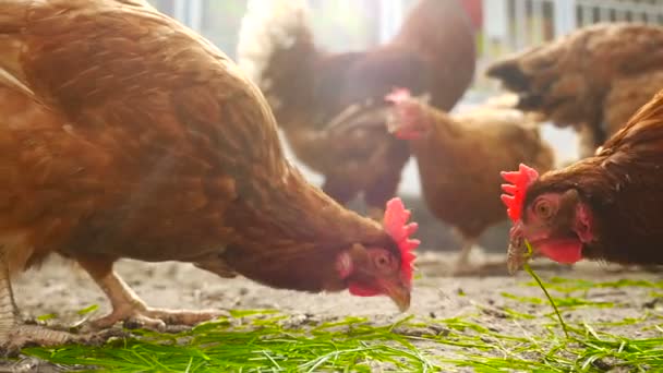Beautiful chicken eat grass and grain - Footage, Video