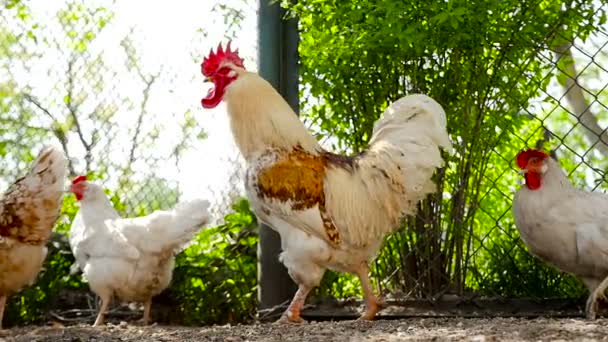 Il gallo cammina con i polli
 - Filmati, video