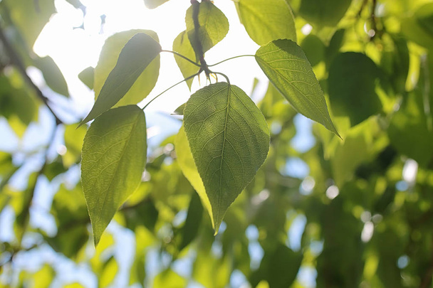 Čerstvé zelené listy stromů na jasně modré obloze - Fotografie, Obrázek