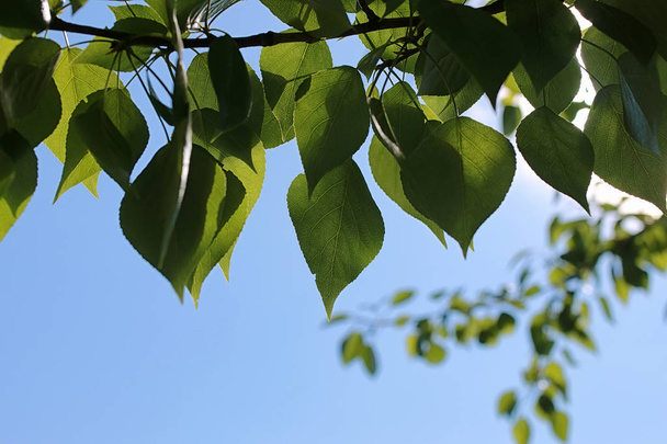 Green fresh leaves of trees on clear blue sky - Foto, imagen