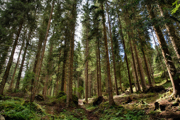 Forest and trees - Zdjęcie, obraz