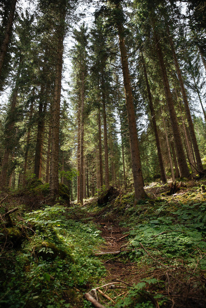 trees in a forest - Fotoğraf, Görsel