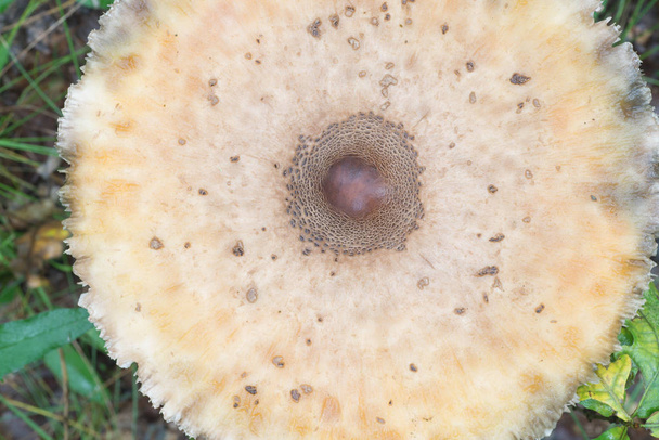 parasol hongo en el bosque primer plano
  - Foto, Imagen