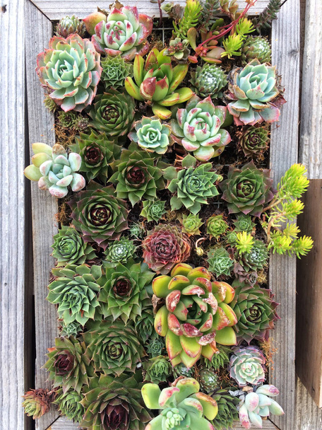 Succulente planten in een doos houten plantenbak - Foto, afbeelding