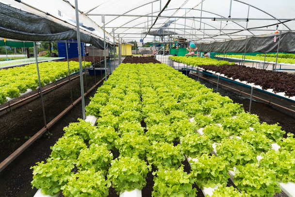 Hydroponika w farmie. Organicznych hydroponicznych warzyw - Zdjęcie, obraz