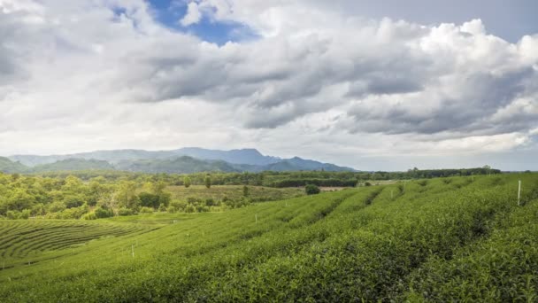 4 k time-lapse Theetuin of thee plantage met mooie wolk hemelachtergrond op Choui Fong Chiang Rai provincie, Thailand - Video