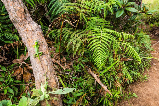 tropische grüne Eidechse - Foto, Bild