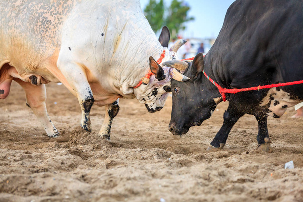 Bull fighting in Fujairah - Photo, Image