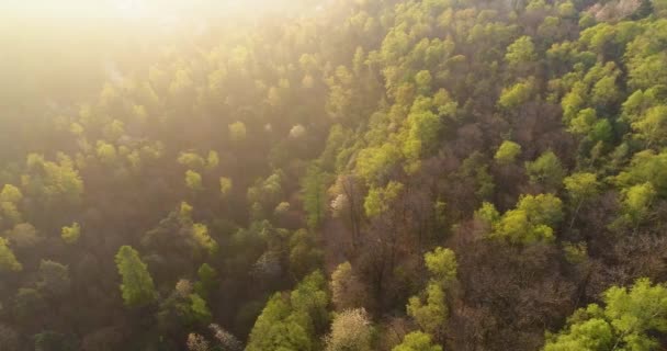 moving side over forest in sunset or sunrise summer day with sun flare.Europe Italy outdoor green nature scape wild aerial establisher.4k drone flight above woods establishing shot - Πλάνα, βίντεο