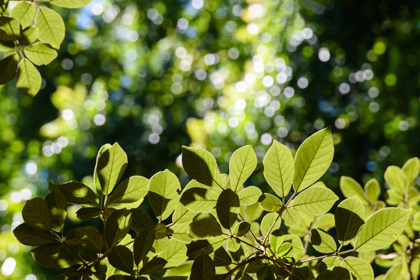 πράσινα φύλλα και θόλωση με ηλιακό φως υποβάθρου - Φωτογραφία, εικόνα