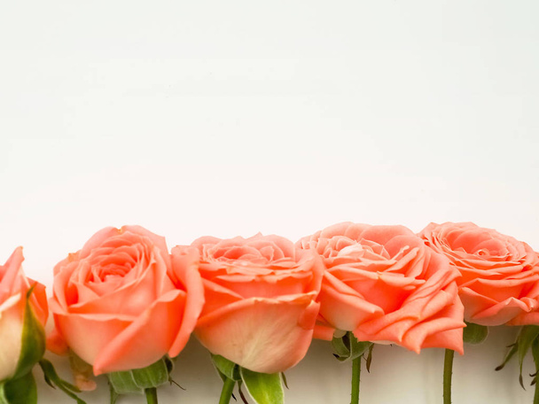 μια σειρά από ροζ τριαντάφυλλα, λευκό φόντο, αντιγράψτε χώρο - Φωτογραφία, εικόνα