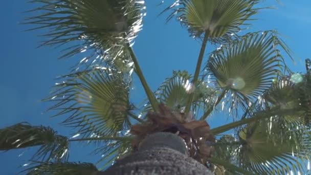 Alacsony, szög, kilátás a palm. - Felvétel, videó