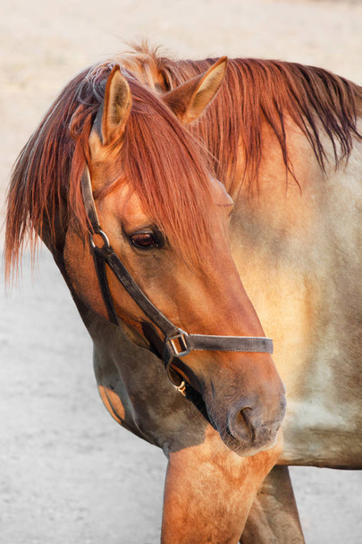 Červený kůň closeup  - Fotografie, Obrázek