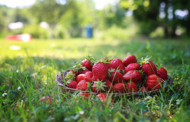 fresa fresca al aire libre
 - Foto, imagen