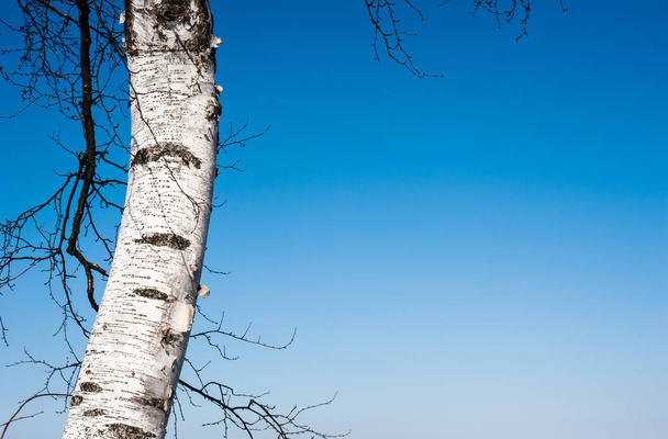 Ενιαίο δέντρο σημύδων και υποκαταστήματα σε σαφή μπλε ουρανό. - Φωτογραφία, εικόνα
