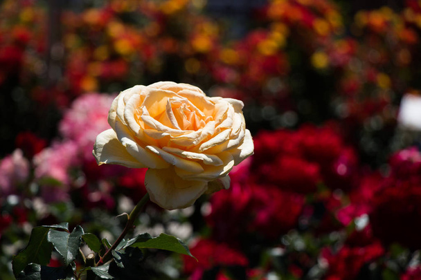 Rozentuin met mooie verse rozen - Foto, afbeelding