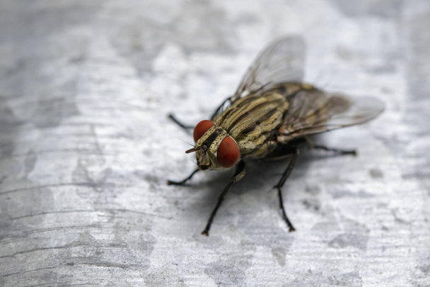 Image d'une mouche (Diptera) sur métal zinc. Insecte Animal
  - Photo, image