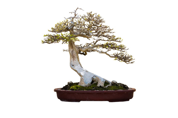 Bonsai-Baum isoliert auf weiß - Foto, Bild