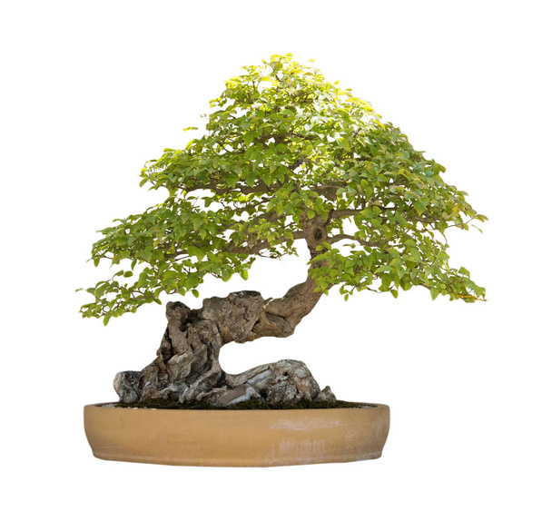 bonsai ağacı üzerinde beyaz izole - Fotoğraf, Görsel