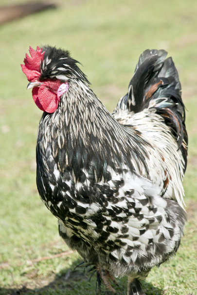 black and white rooster - Фото, изображение
