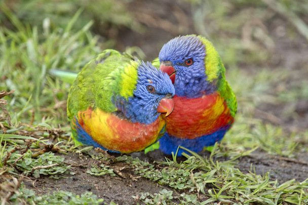 δύο rainbow lorikeets - Φωτογραφία, εικόνα