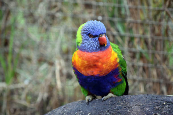 regenboog vogels close-up - Foto, afbeelding