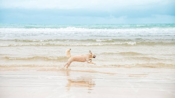 Cão correndo diversão feliz na praia quando viajar no mar
 - Foto, Imagem