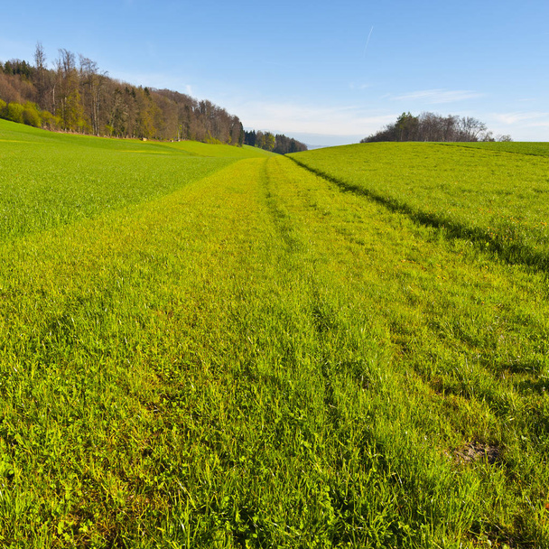  Line of mowing grass. - Photo, Image