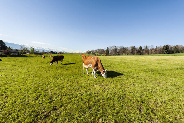 Hayvancılık İsviçre - Fotoğraf, Görsel