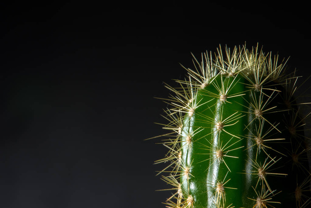 Adorable indoor cactus garden - Photo, Image