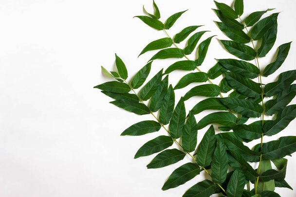 Zelená listová větve na bílém pozadí. Plochá ležel, horní pohled - Fotografie, Obrázek
