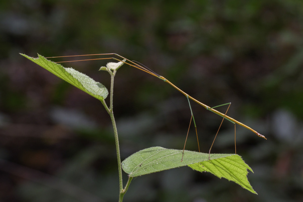 Εικόνα της μια γιγαντιαία έντομα ραβδί Σιάμ σε φόντο φύση. Έντομο  - Φωτογραφία, εικόνα