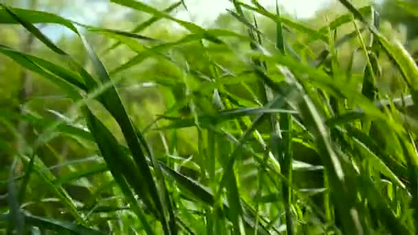 Imágenes de campo verde macro sol brilla a través de la hierba hermoso fondo de la primavera. Cámara estática de cierre de vídeo
. - Metraje, vídeo