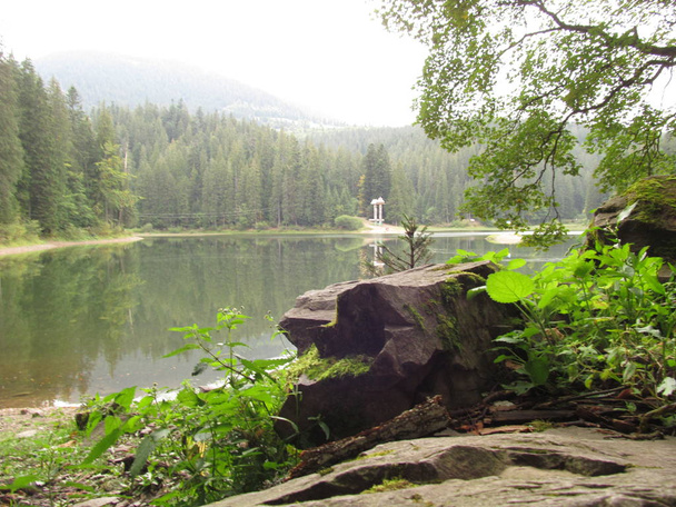 Spar bos op de rotsachtige kust van het bos meer - Foto, afbeelding