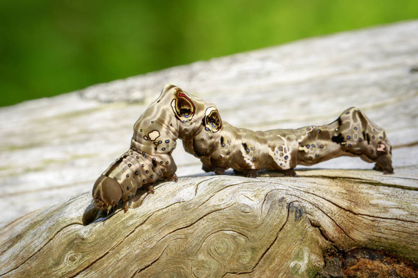 Image of brown caterpillar on brown dry timber. Insect. Animal - Photo, Image