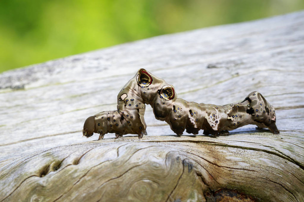 Imagen de oruga marrón sobre madera seca marrón. Insecto. Animales.
 - Foto, imagen