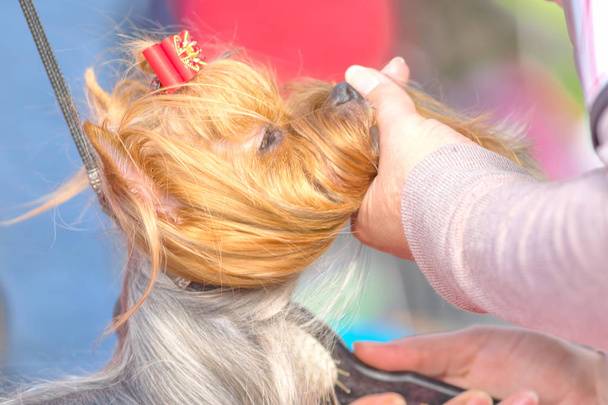 Haircut dogs professional master - Fotó, kép