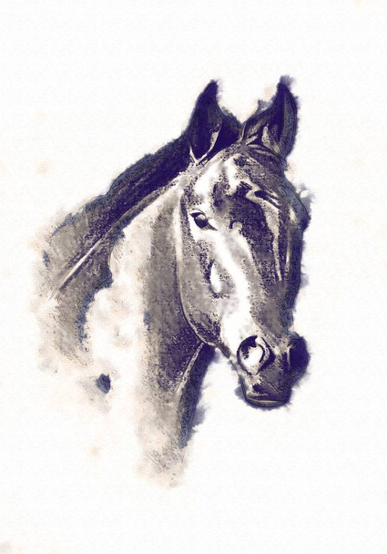 desenho a lápis cabeça de cavalo mão livre
 - Foto, Imagem