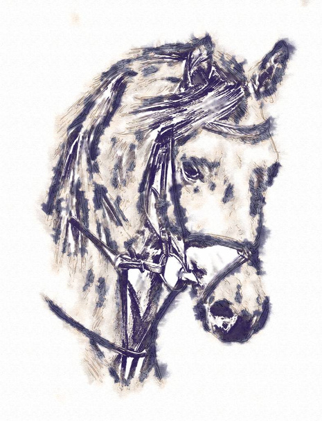 od ruky koňské hlavy kresba tužkou - Fotografie, Obrázek
