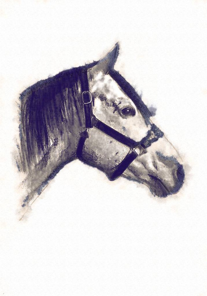 FreeHand paard hoofd potlood tekenen - Foto, afbeelding