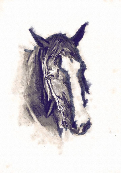 Freihand Pferdekopf Bleistiftzeichnung - Foto, Bild