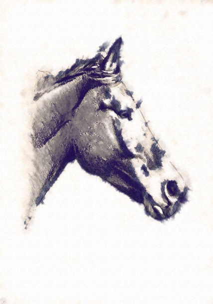 od ruky koňské hlavy kresba tužkou - Fotografie, Obrázek